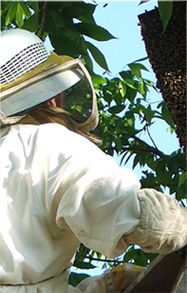 Beekeeper opening a honey bee hive