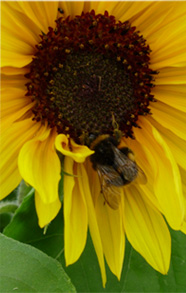 A honeybee hanging out on a flower