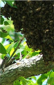 A swarm of bees on a tree