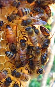 A group of honey bees working on a honeycomb